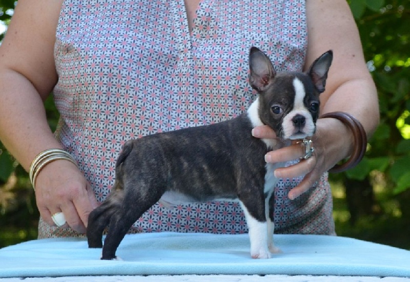 chiot Boston Terrier of Penny Park