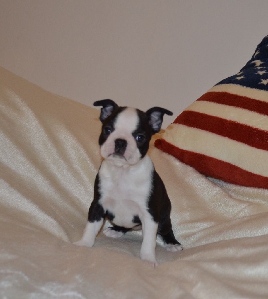 chiot Boston Terrier of Penny Park
