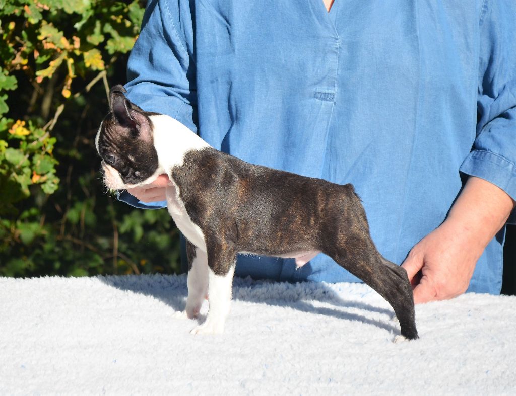 Chiot Boston Terrier of Penny Park