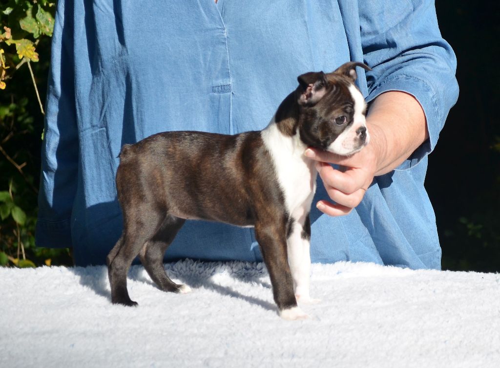 Chiot Boston Terrier of Penny Park