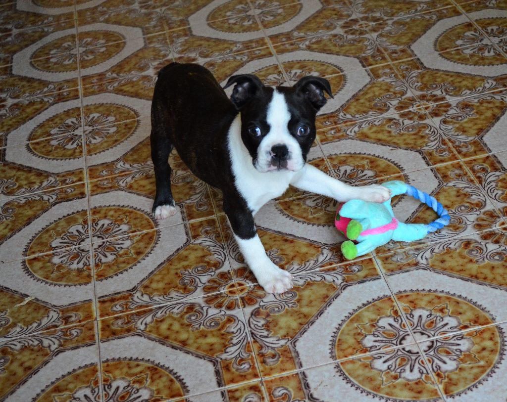 Chiot Boston Terrier of Penny Park