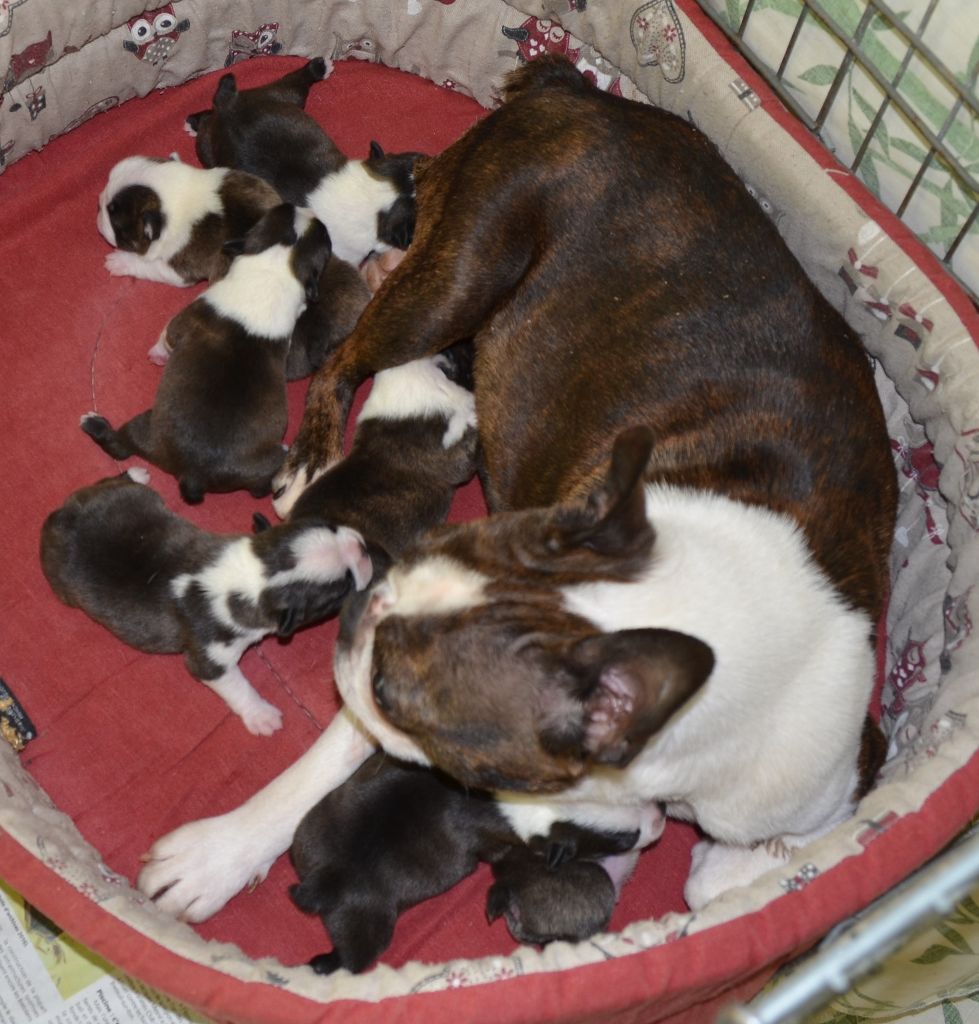 Chiot Boston Terrier of Penny Park